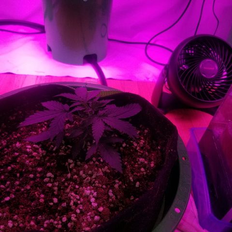 Bam Bam #3 growlog timeline photo