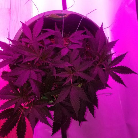 Kracken #2 growlog timeline photo