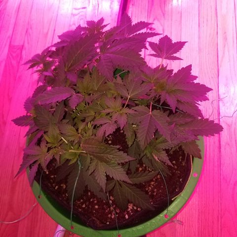 Bitchen Camaro  growlog timeline photo