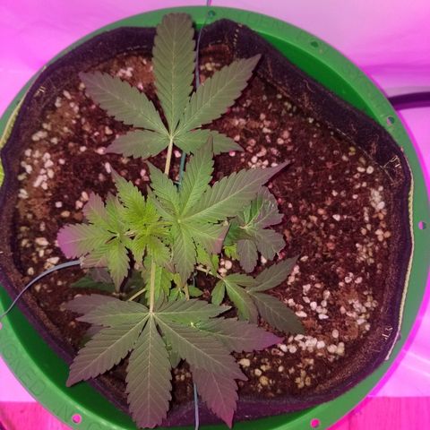 G14 #1 growlog timeline photo