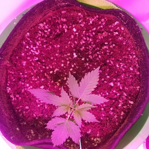 Bam Bam #2 growlog timeline photo