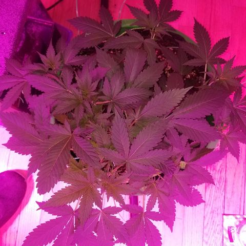 Kracken #1 growlog timeline photo