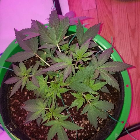 White widow  #1 growlog timeline photo