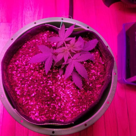 Bam Bam #3 growlog timeline photo