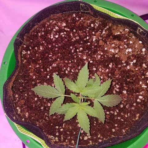 Bam Bam #1 growlog timeline photo