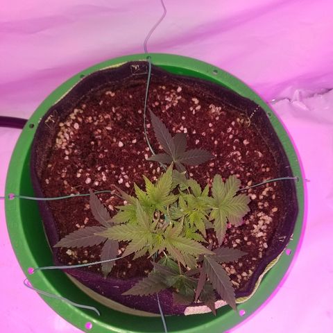 Do Si Dos Auto growlog timeline photo