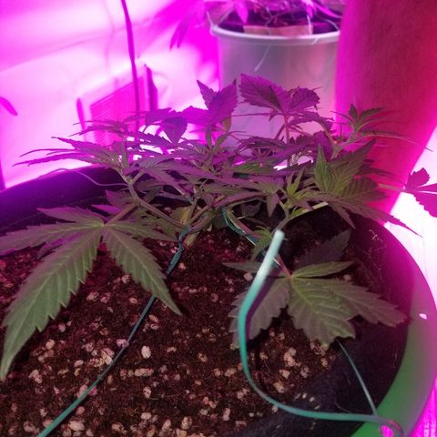 White widow  #1 growlog timeline photo