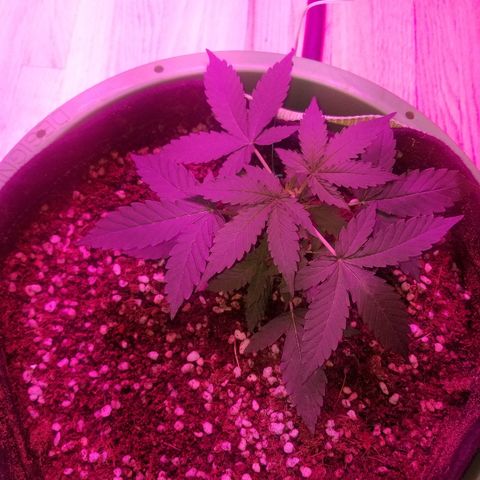 Bam Bam #3 growlog timeline photo