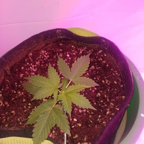 Bam Bam #2 growlog timeline photo