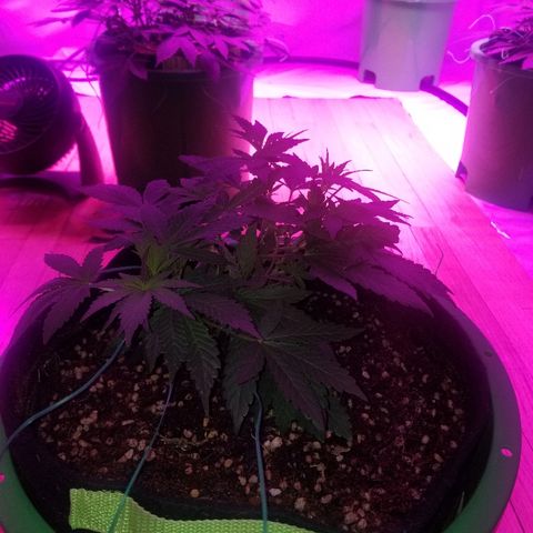 Bubblegum breath  #1 growlog timeline photo