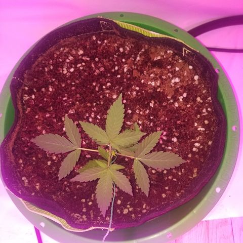 Bam Bam #1 growlog timeline photo