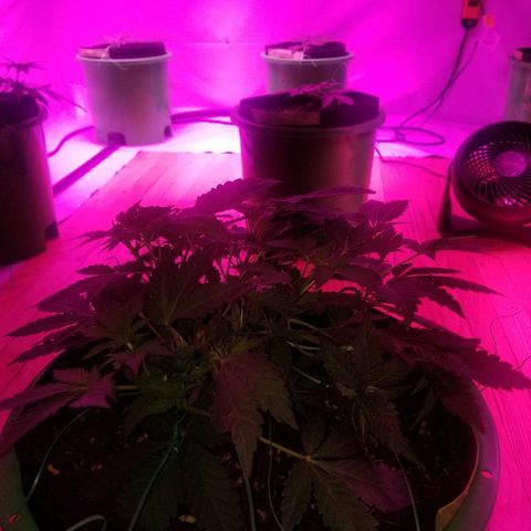 Bitchen Camaro  growlog timeline photo
