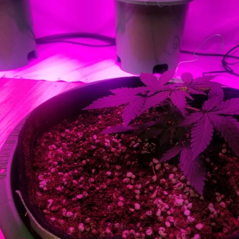 Bam Bam #3 growlog timeline photo