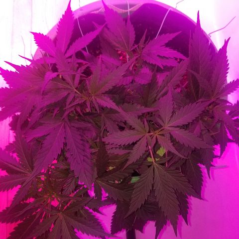 Kracken #2 growlog timeline photo
