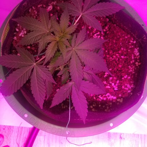 G14 #1 growlog timeline photo