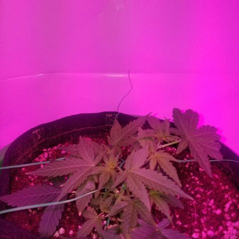 Do Si Dos Auto growlog timeline photo