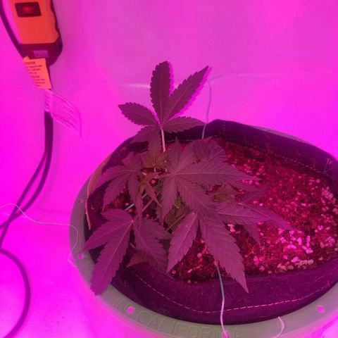 G14 #1 growlog timeline photo