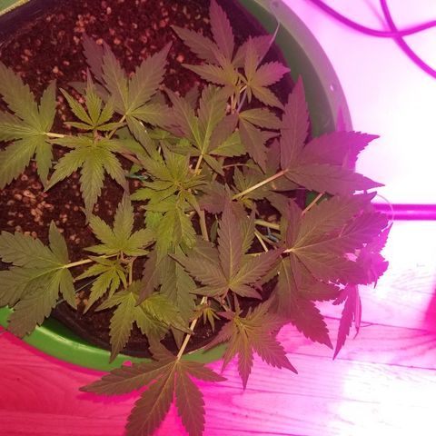 White widow  #1 growlog timeline photo