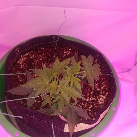 Do Si Dos Auto growlog timeline photo