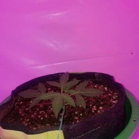 Bam Bam #1 growlog timeline photo