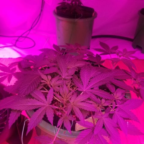 Kracken #1 growlog timeline photo