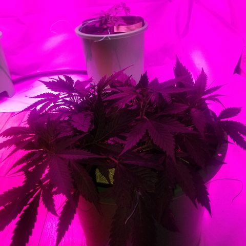 Kracken #2 growlog timeline photo