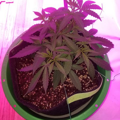 Bubblegum breath  #2 growlog timeline photo