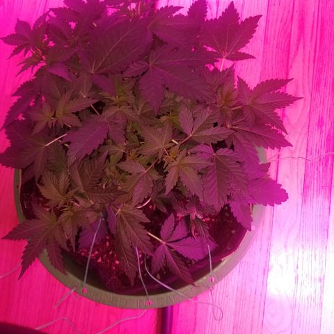 Bitchen Camaro  growlog timeline photo