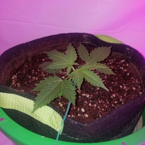 Bam Bam #2 growlog timeline photo