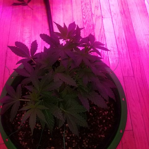 Bubblegum breath  #1 growlog timeline photo