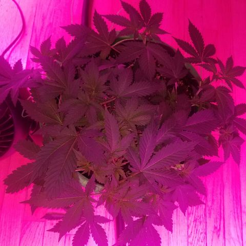 Kracken #1 growlog timeline photo