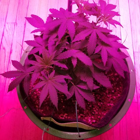 Bubblegum breath  #1 growlog timeline photo