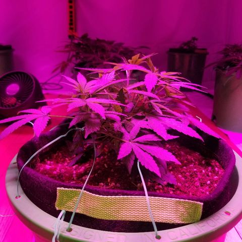 Bubblegum breath  #1 growlog timeline photo