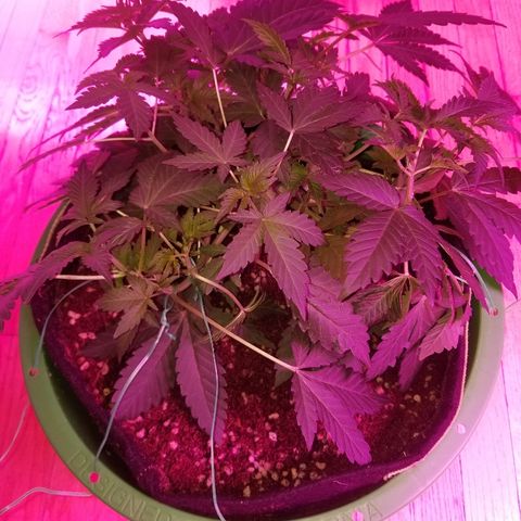 Bitchen Camaro  growlog timeline photo