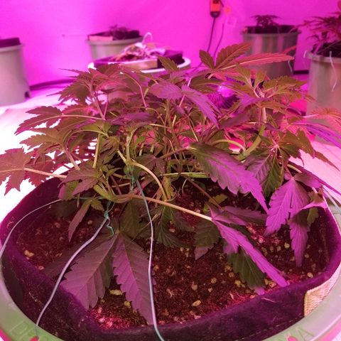 Bitchen Camaro  growlog timeline photo