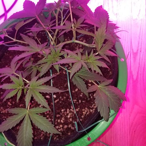 White widow  #1 growlog timeline photo