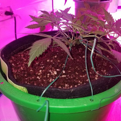 White widow  #1 growlog timeline photo