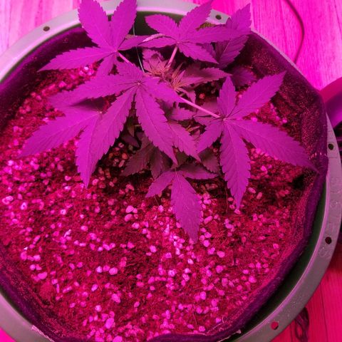 Bam Bam #3 growlog timeline photo