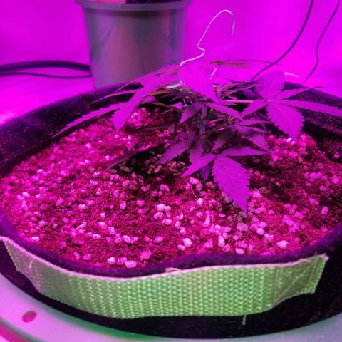 Bam Bam #3 growlog timeline photo