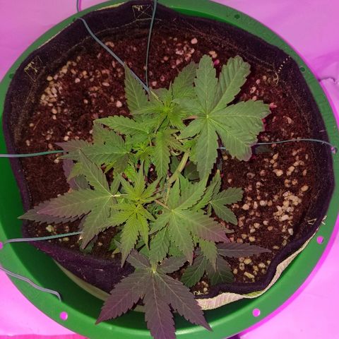 Do Si Dos Auto growlog timeline photo