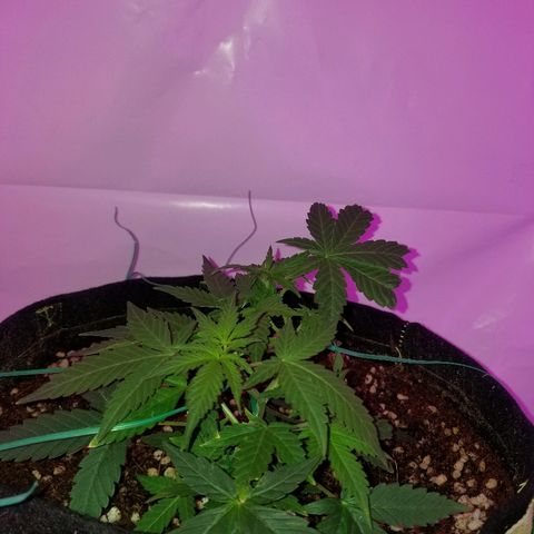 Do Si Dos Auto growlog timeline photo
