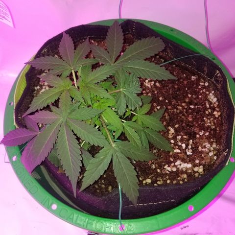 G14 #1 growlog timeline photo
