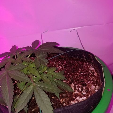 G14 #1 growlog timeline photo