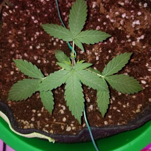 Bam Bam #1 growlog timeline photo