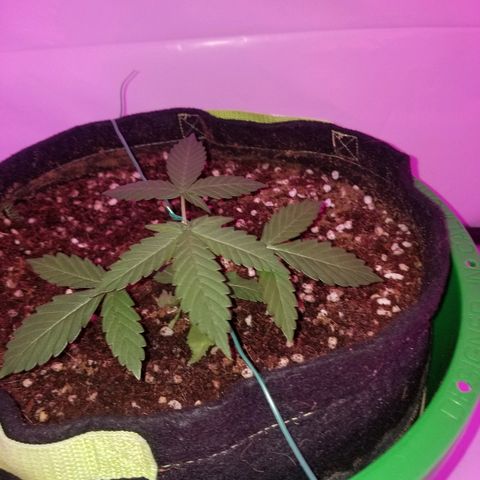 Bam Bam #1 growlog timeline photo