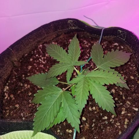 Bam Bam #2 growlog timeline photo