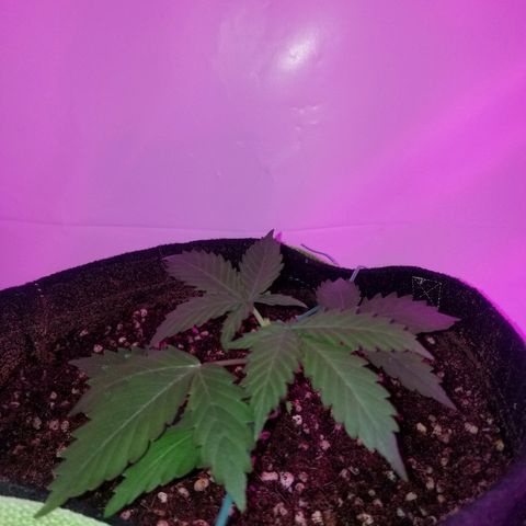 Bam Bam #2 growlog timeline photo