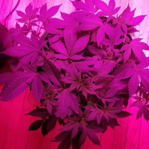 Kracken #1 growlog timeline photo