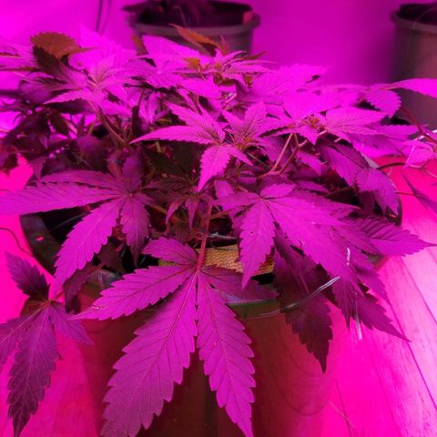Kracken #1 growlog timeline photo