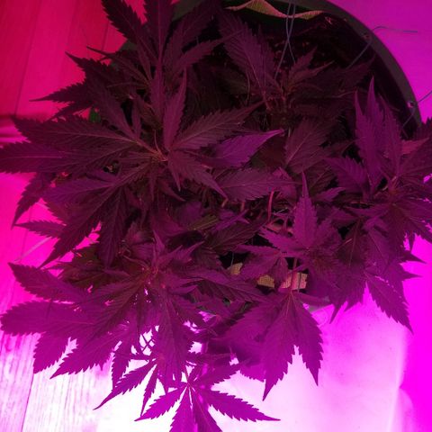 Kracken #2 growlog timeline photo